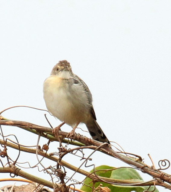 Stout Cisticola - ML237305241