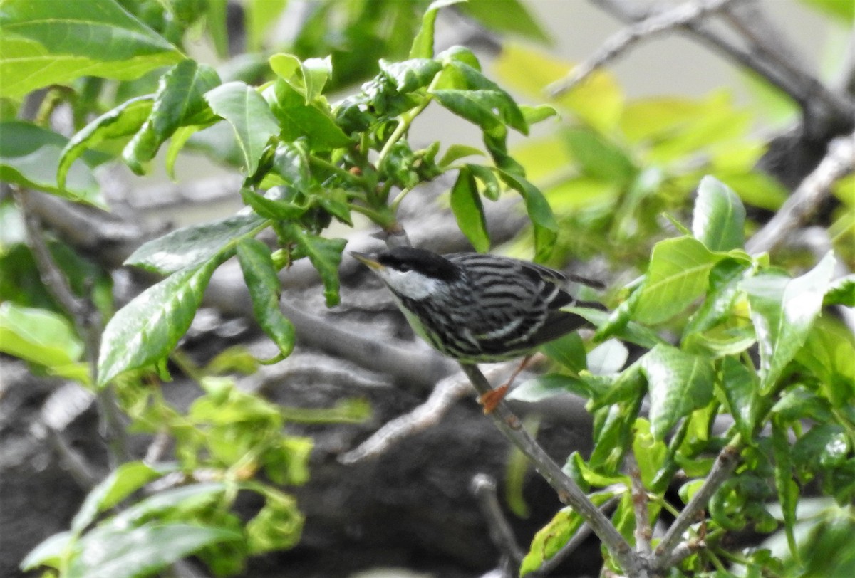 Blackpoll Warbler - ML237305811