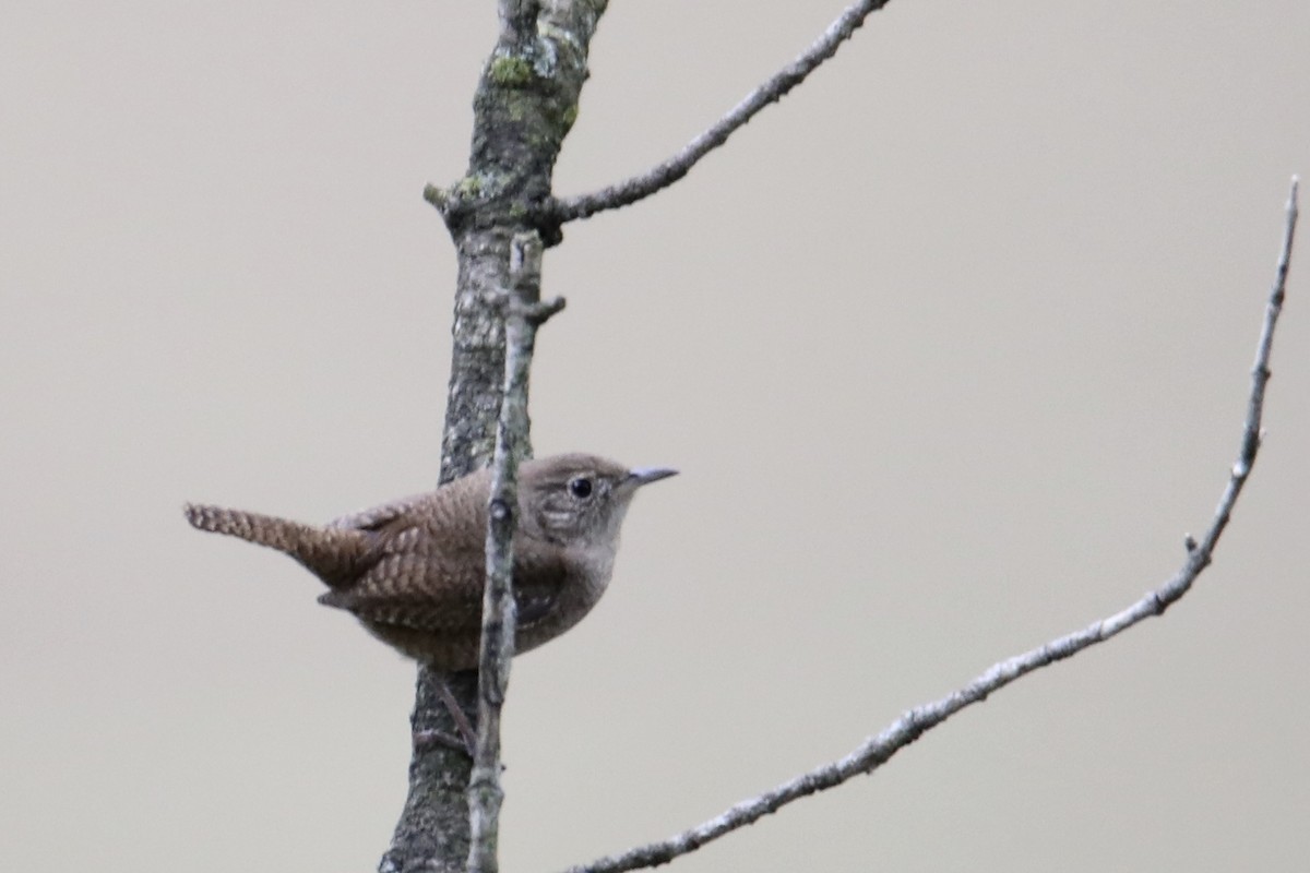 Northern House Wren - ML237306371