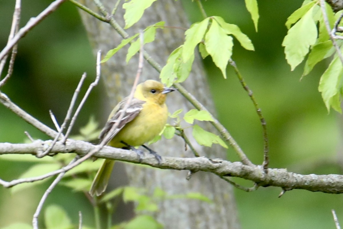 Orchard Oriole - ML237306421