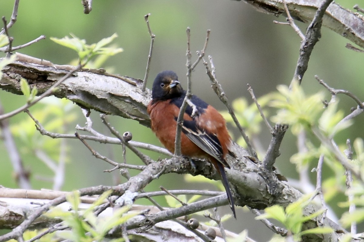 Orchard Oriole - ML237306431