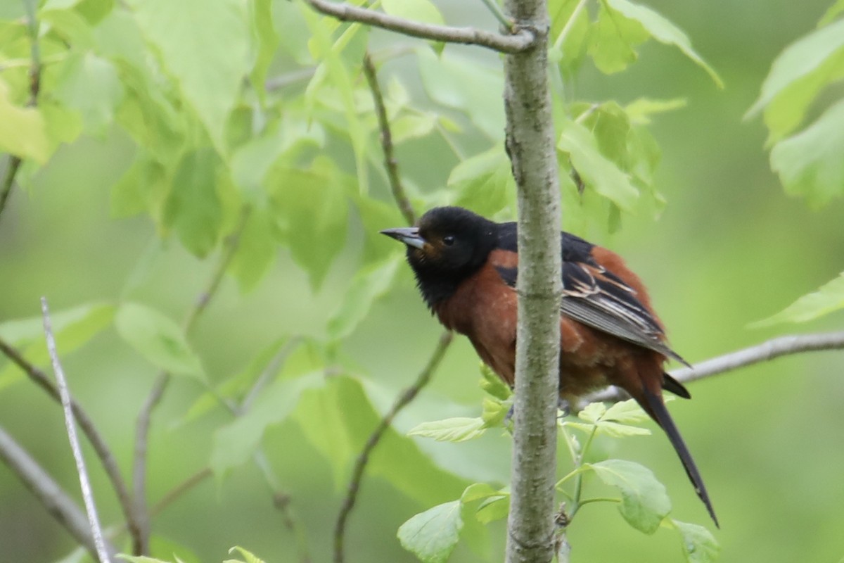 Orchard Oriole - ML237306451
