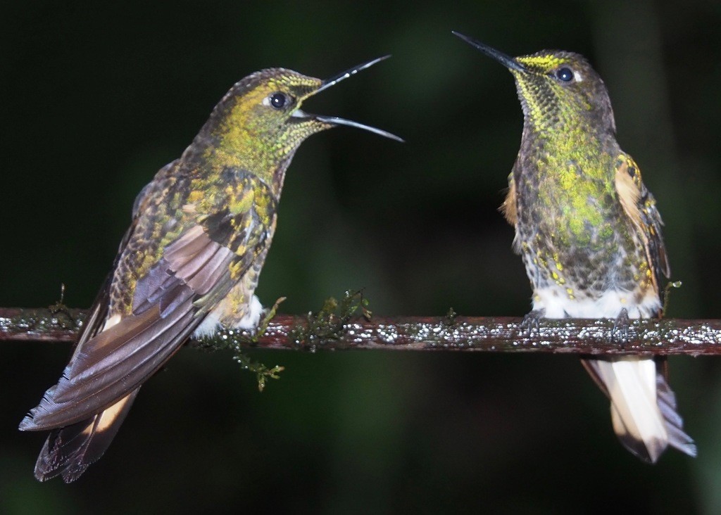 Buff-tailed Coronet - ML237306931