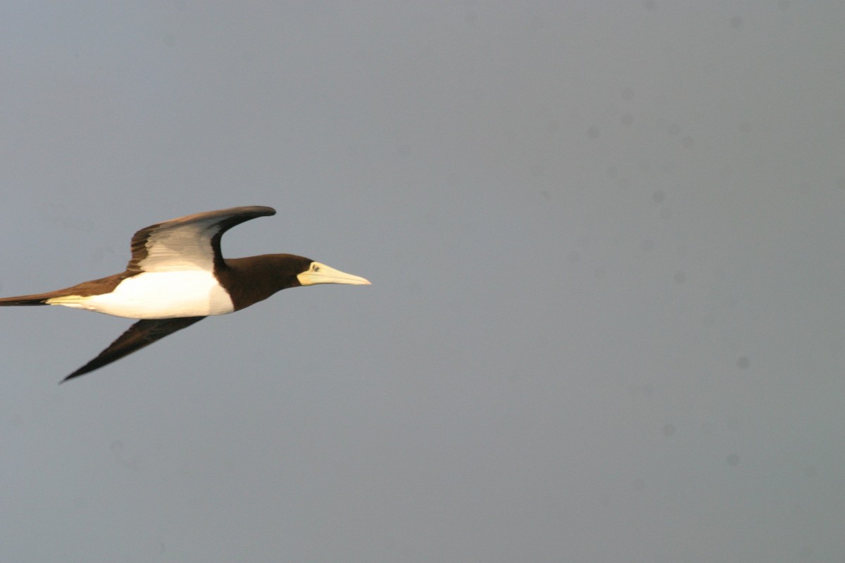 Brown Booby - ML237307991