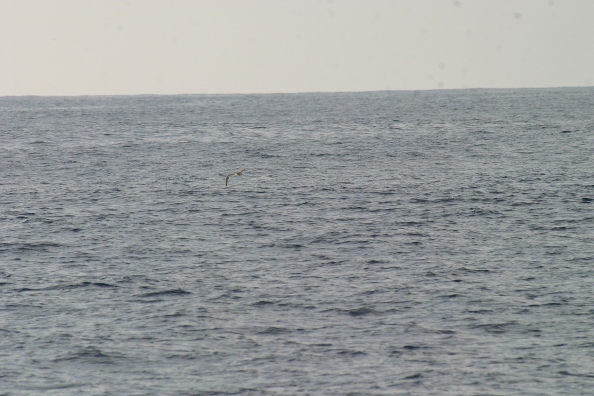 Wedge-tailed Shearwater - Pierre Howard