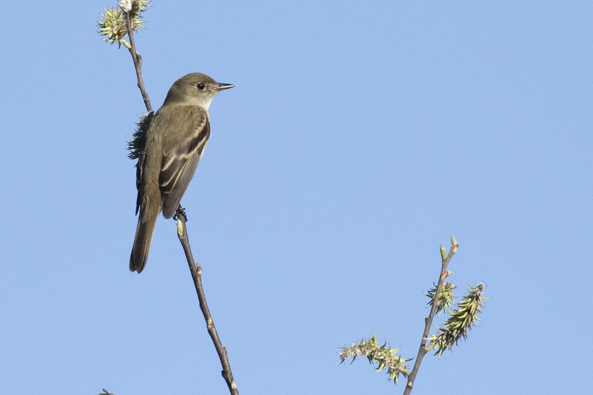 Alder Flycatcher - ML237308871