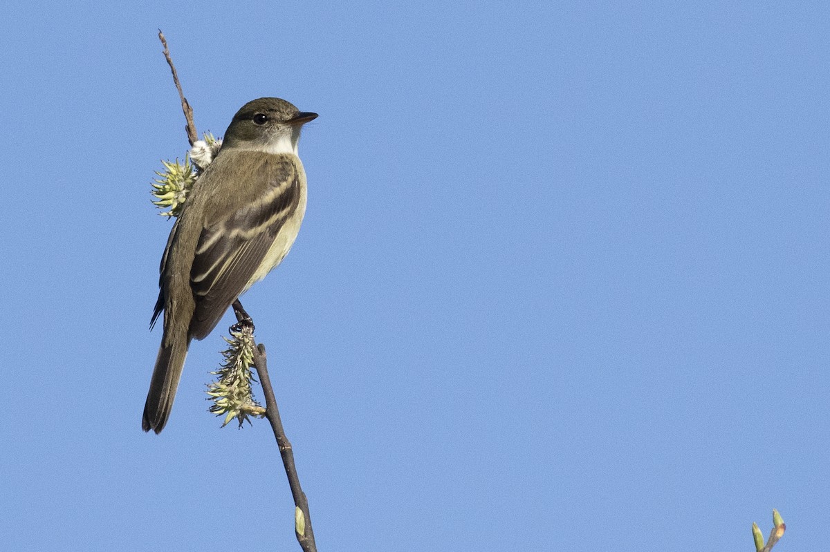Alder Flycatcher - ML237308881
