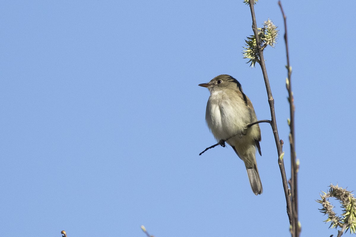 Alder Flycatcher - ML237308901