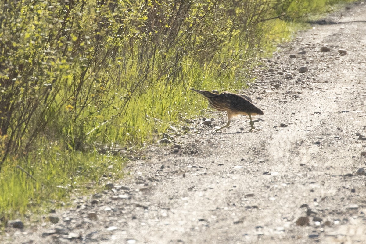American Bittern - ML237308951