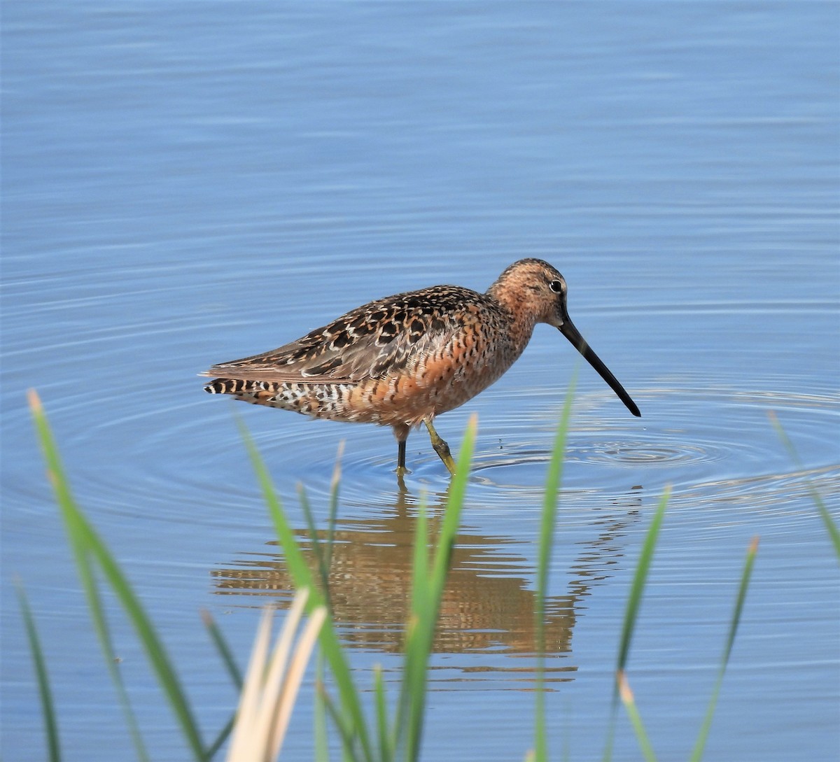 Long-billed Dowitcher - ML237309131