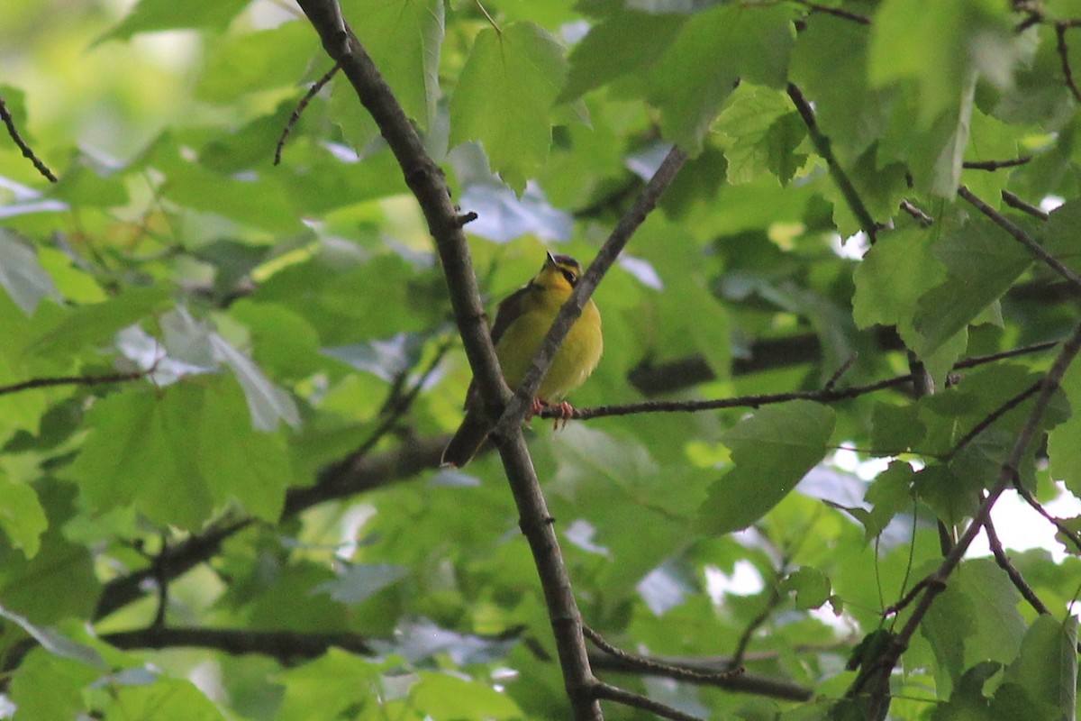 Kentucky Warbler - ML237310671