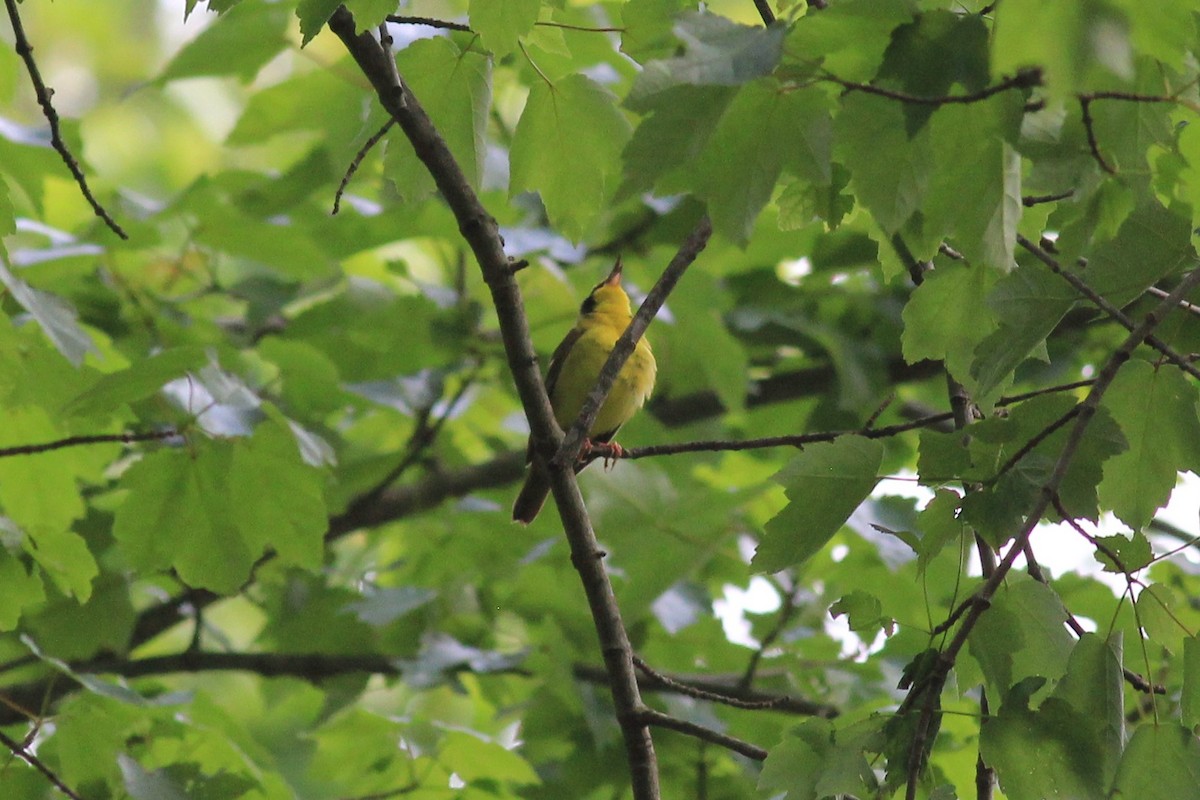 Kentucky Warbler - kristi cooper