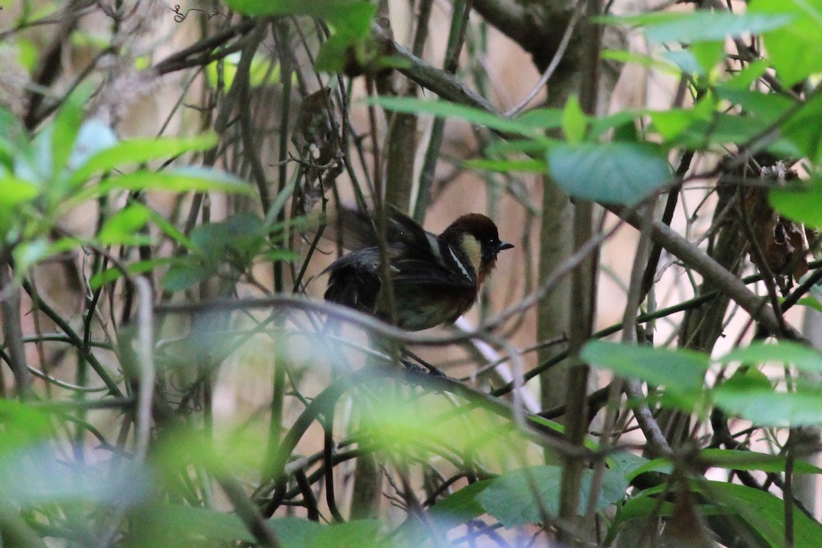 lesňáček kaštanový - ML237310751