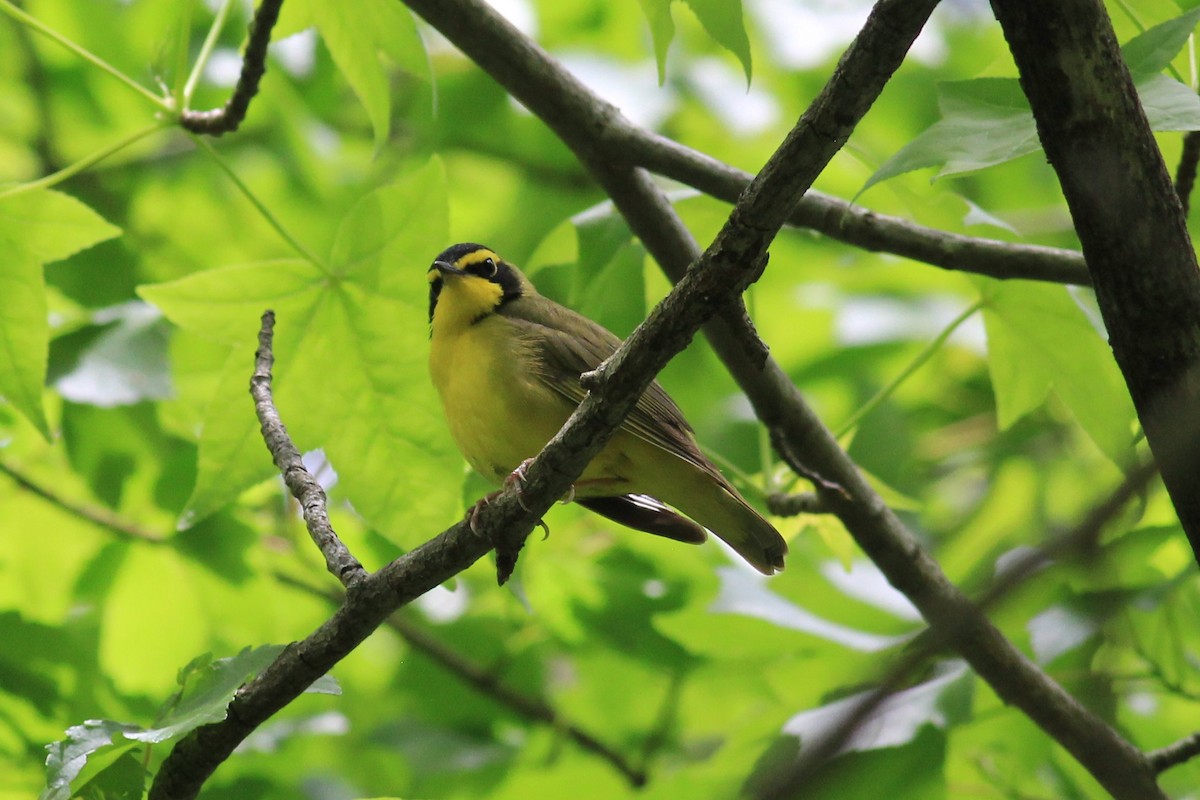 Kentucky Warbler - ML237311521