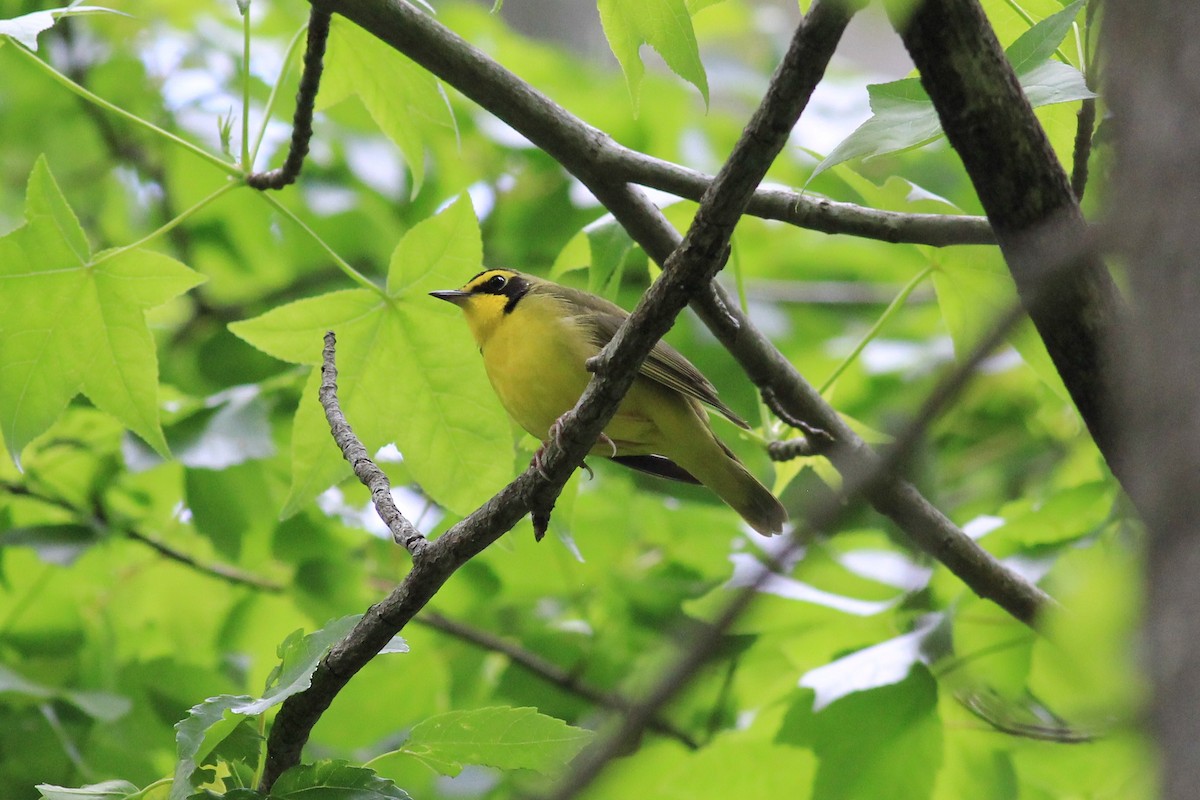 Kentucky Warbler - kristi cooper