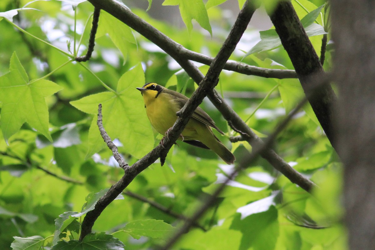 Kentucky Warbler - kristi cooper