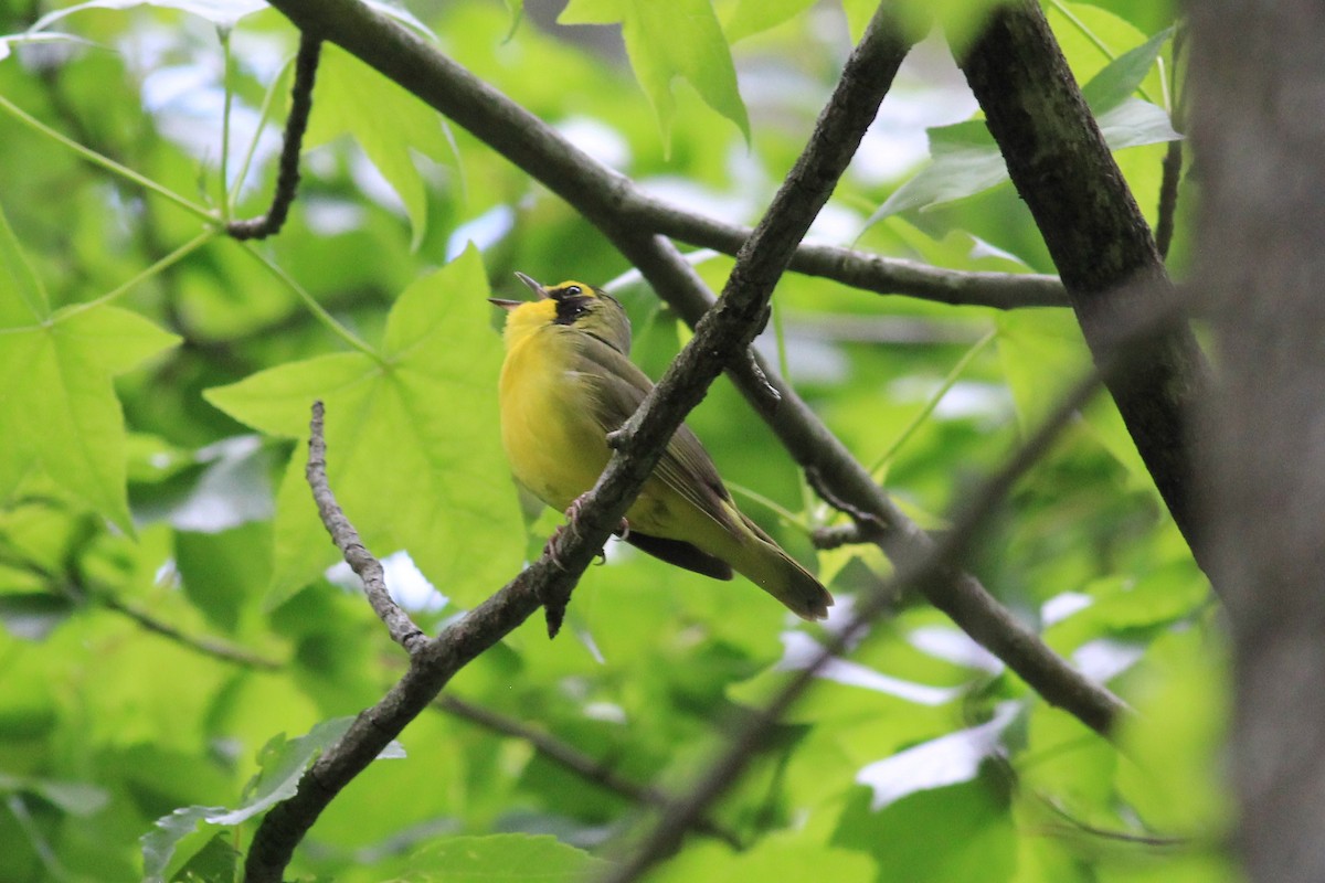 Kentucky Warbler - kristi cooper