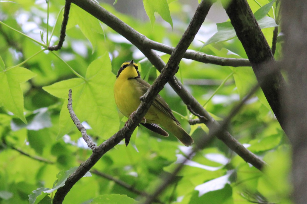 Kentucky Warbler - ML237311591