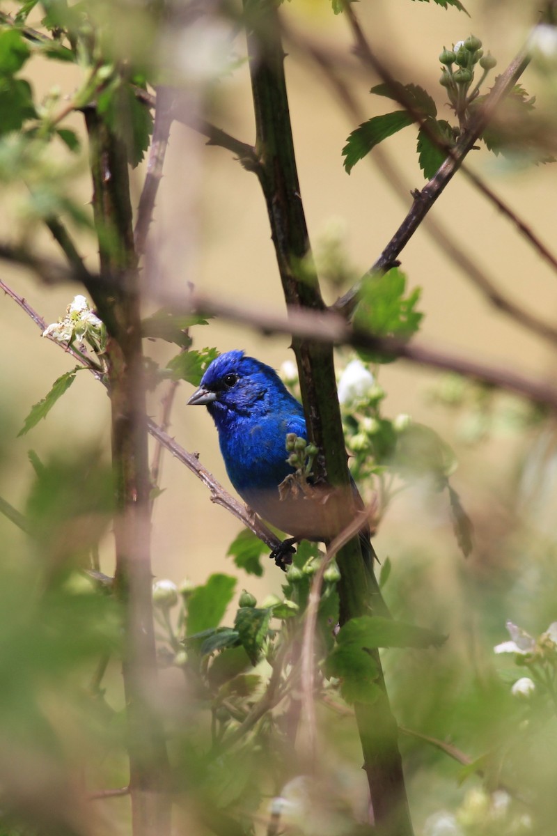 Indigo Bunting - kristi cooper