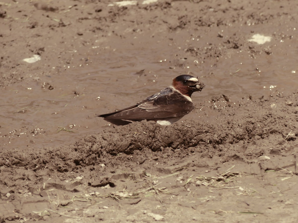 Cliff Swallow - ML237312291