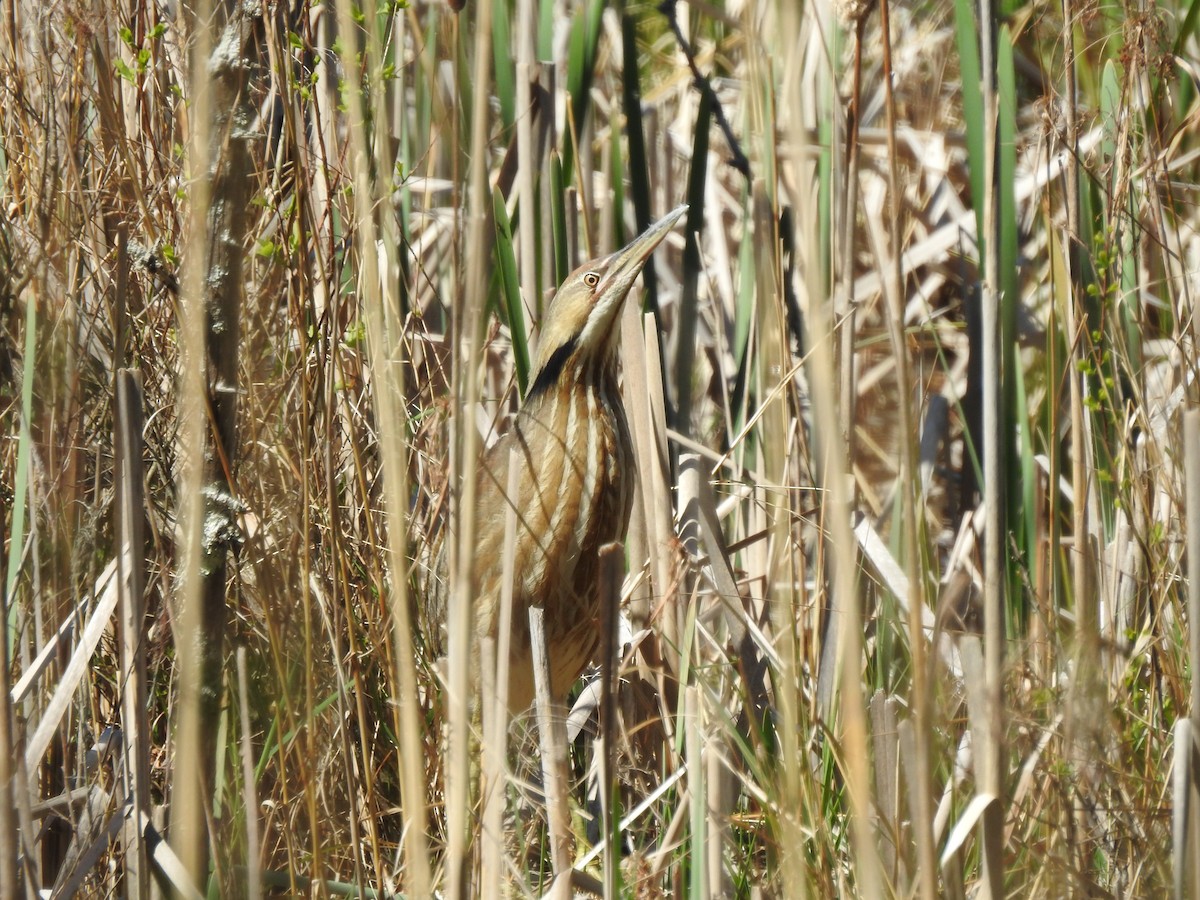 American Bittern - Matthew Watson