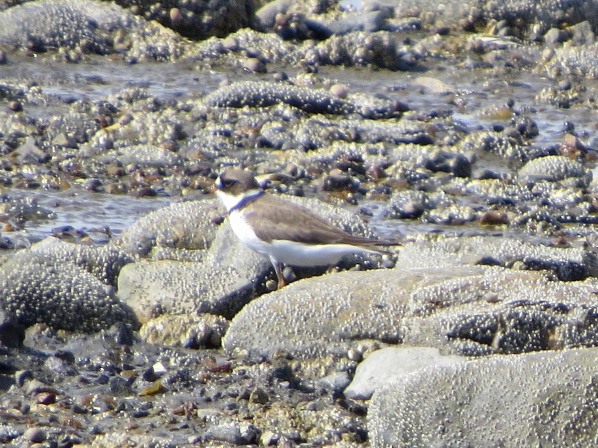 Semipalmated Plover - ML237316321