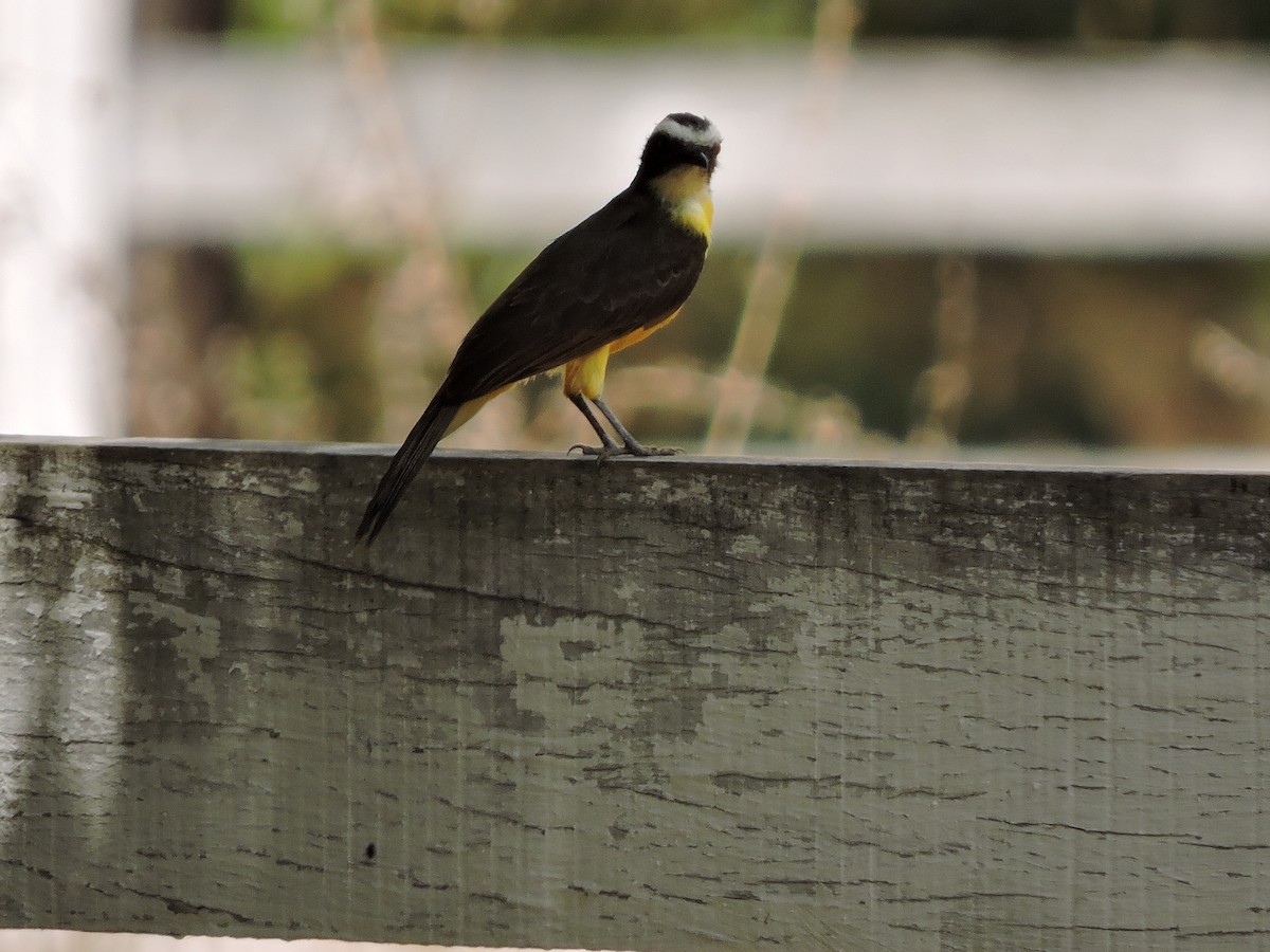 Rusty-margined Flycatcher - ML237317881