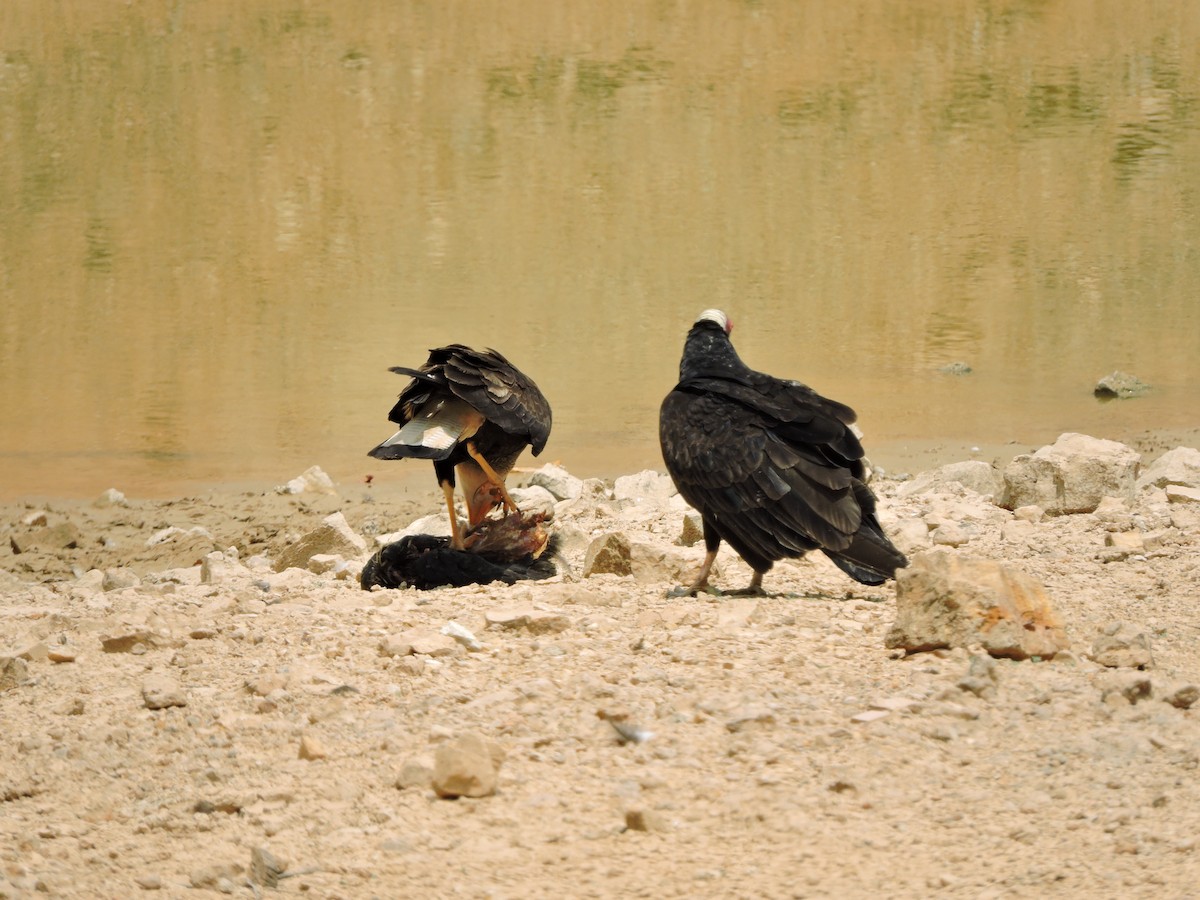 Turkey Vulture - ML237318181