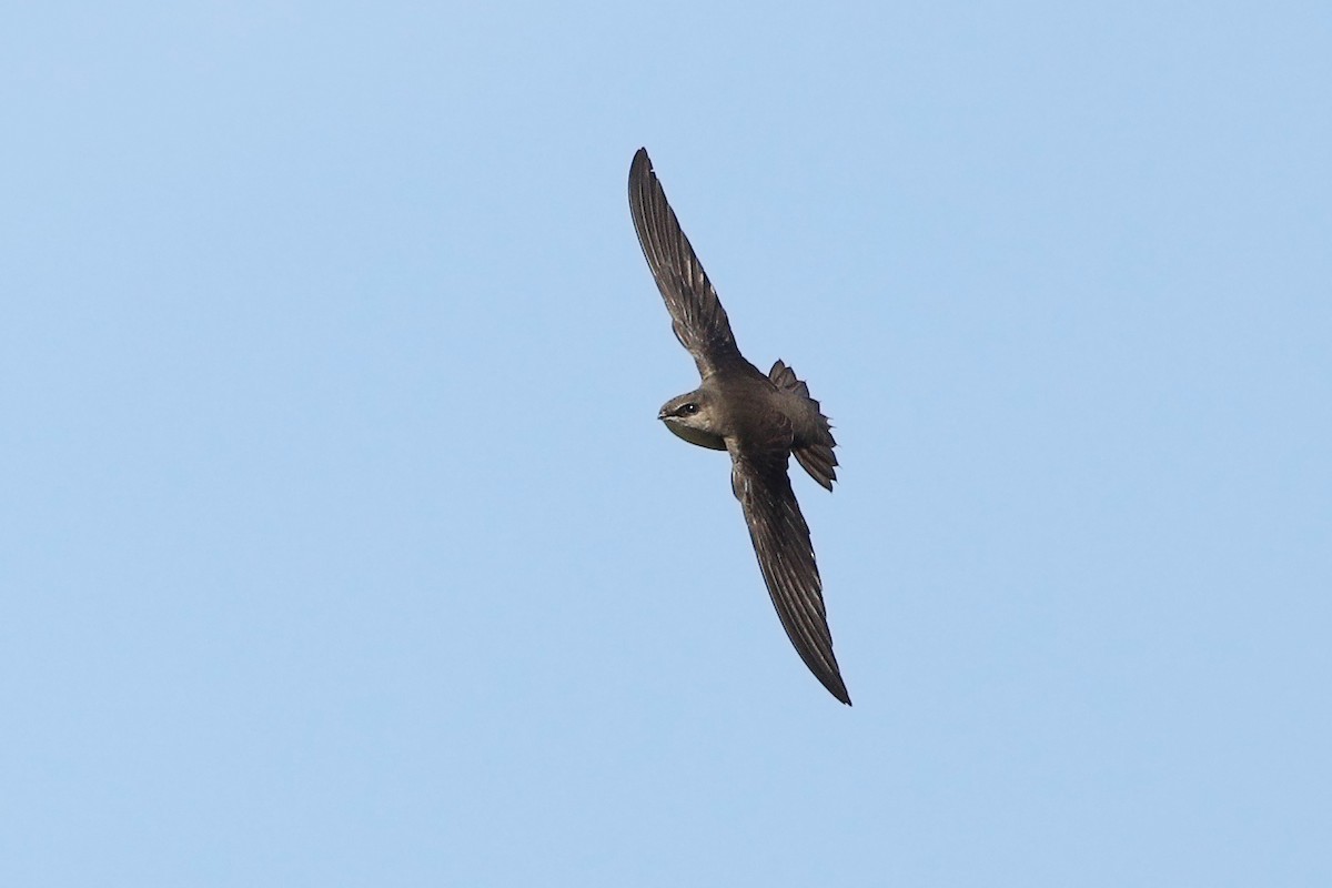 Chimney Swift - ML237320391