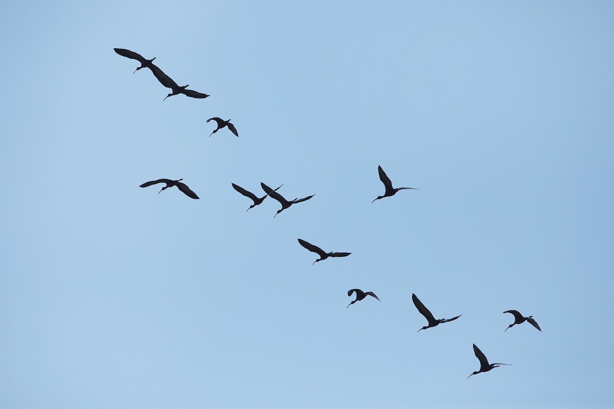 Glossy Ibis - Bob MacDonnell