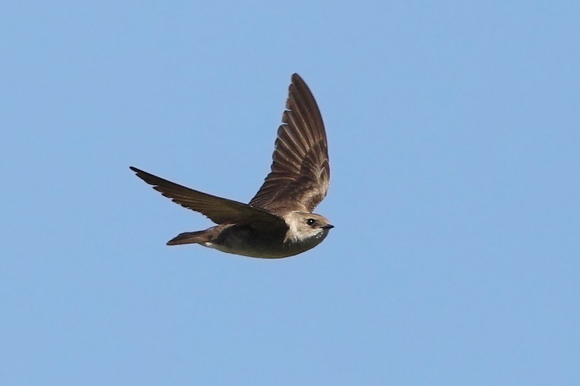 Golondrina Aserrada - ML237320611