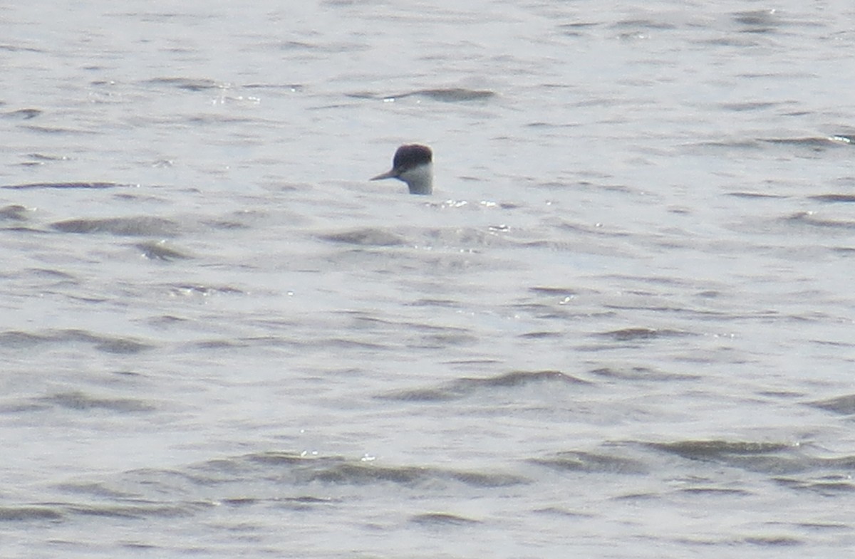 Western Grebe - ML23732181