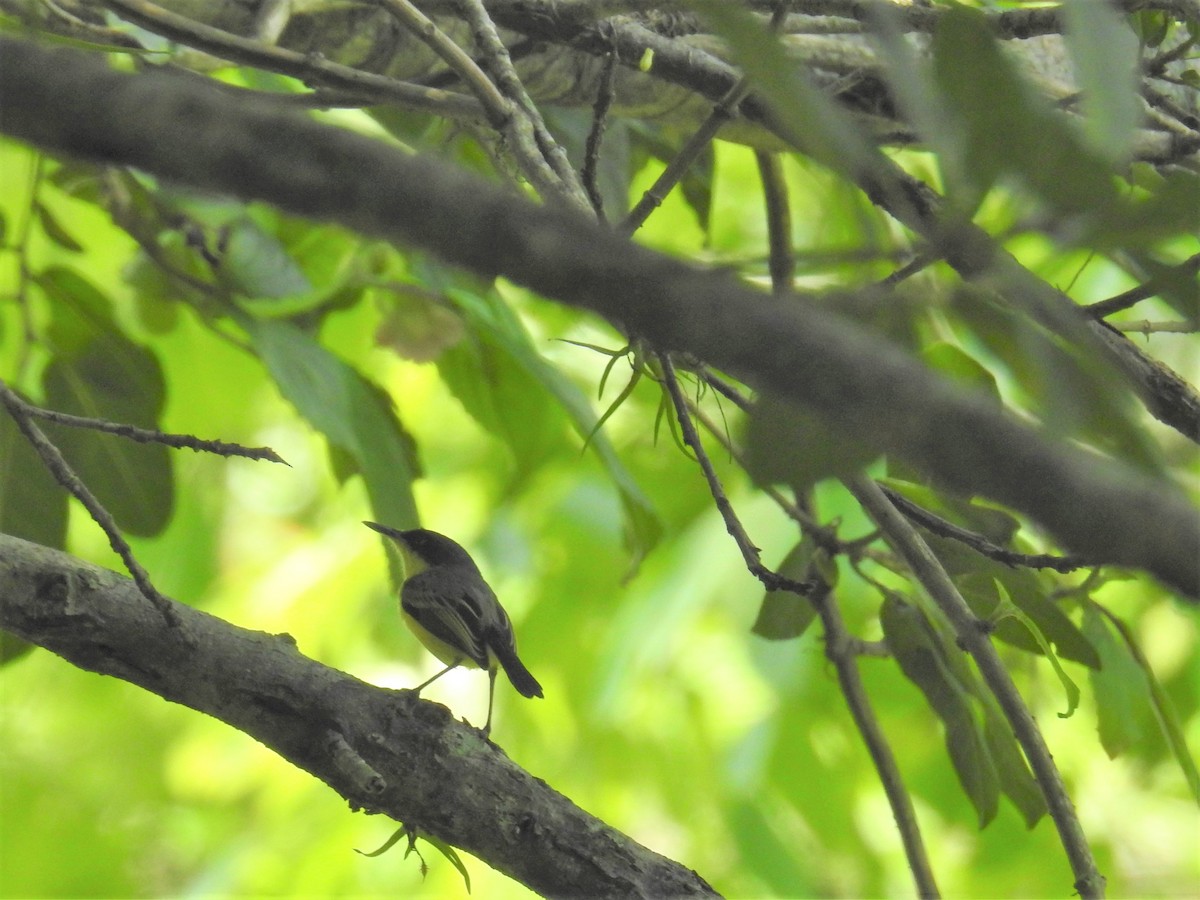 Common Tody-Flycatcher - ML237321891