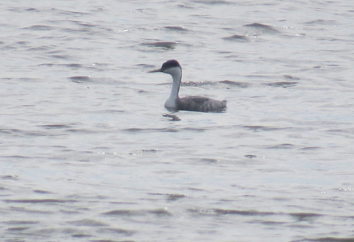 Western Grebe - ML23732191