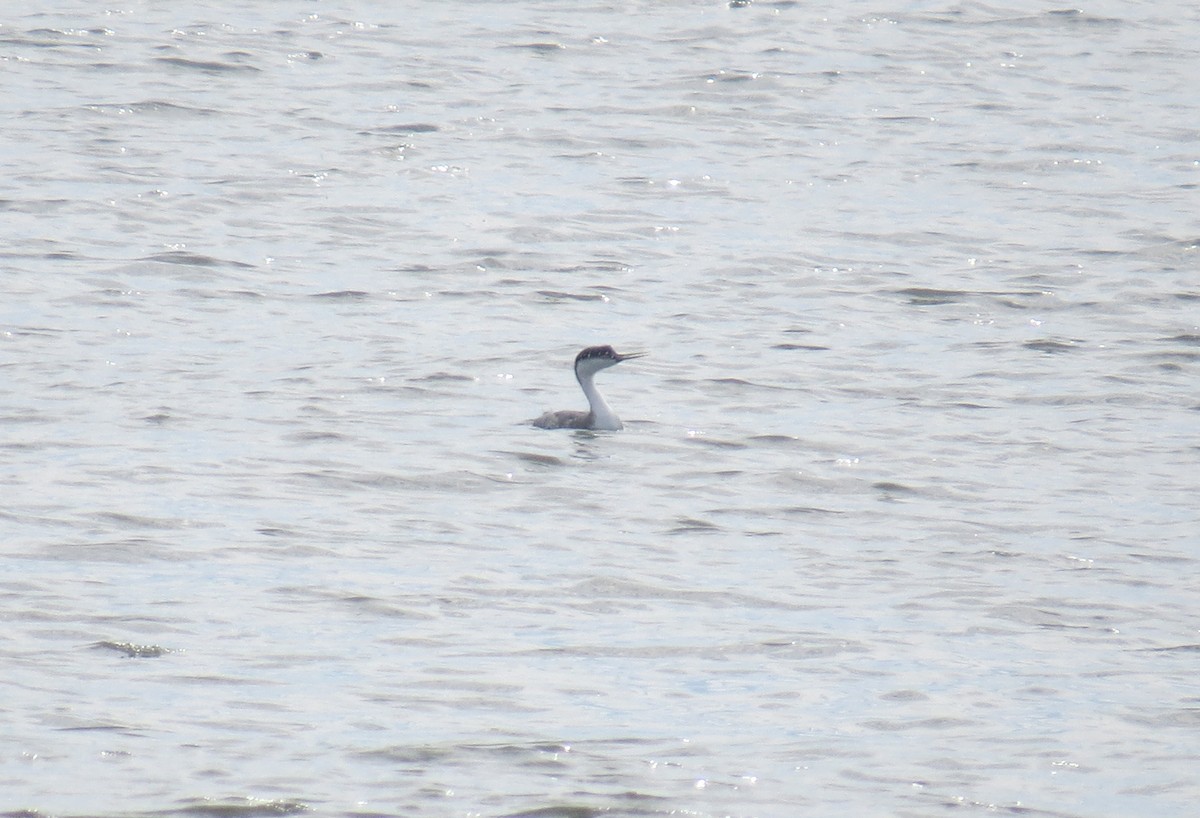 Western Grebe - ML23732201