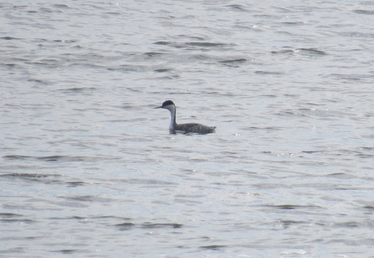 Western Grebe - ML23732221