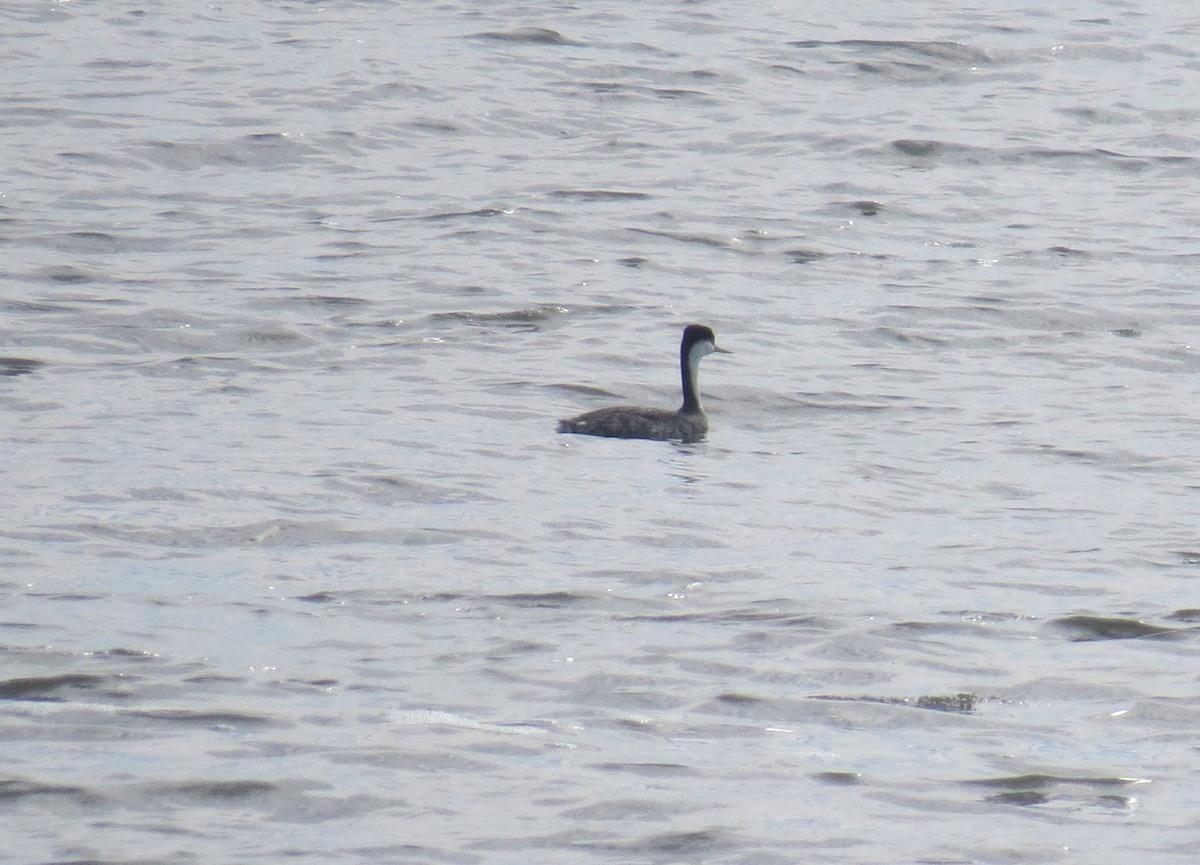 Western Grebe - ML23732231