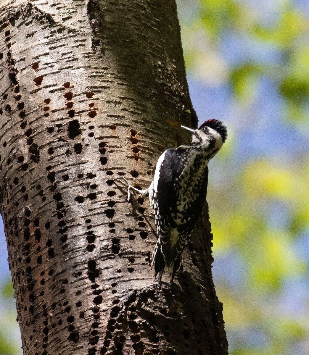 Yellow-bellied Sapsucker - ML237322531