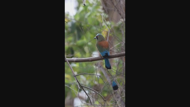 Turquoise-browed Motmot - ML237322761