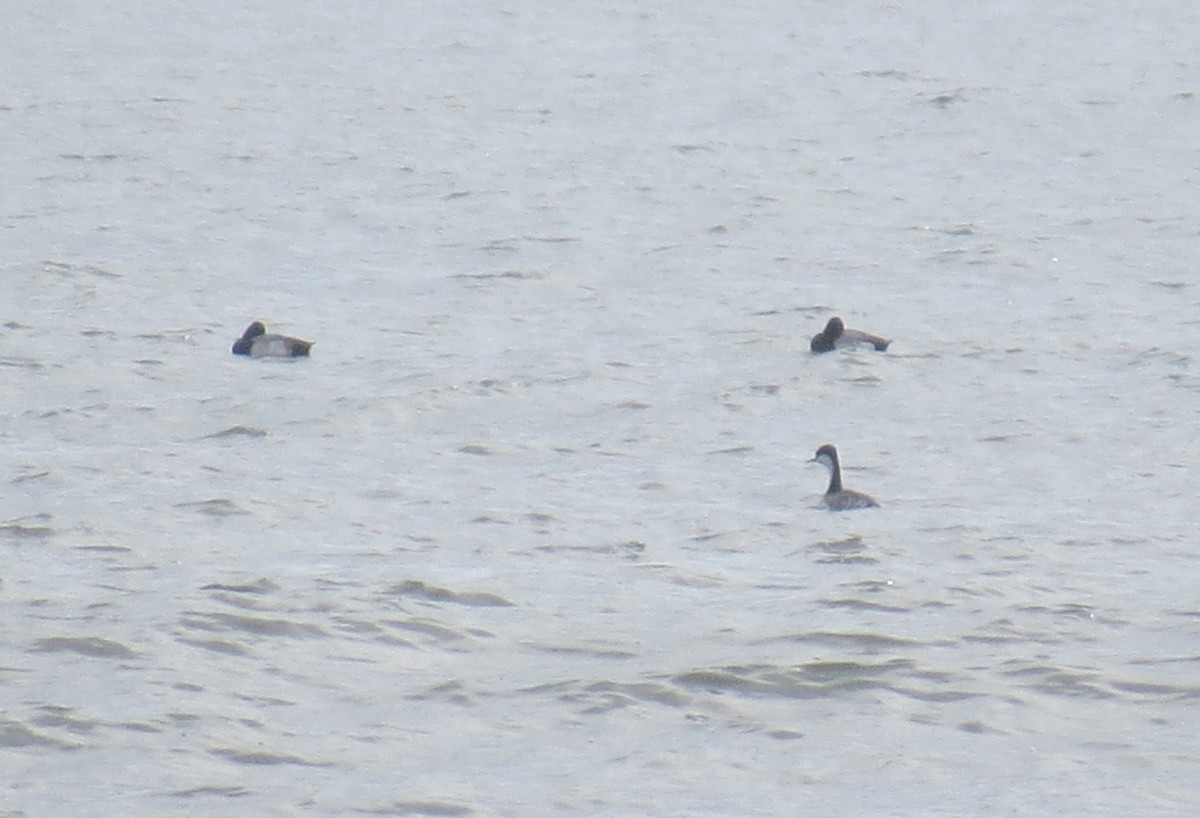 Western Grebe - ML23732301