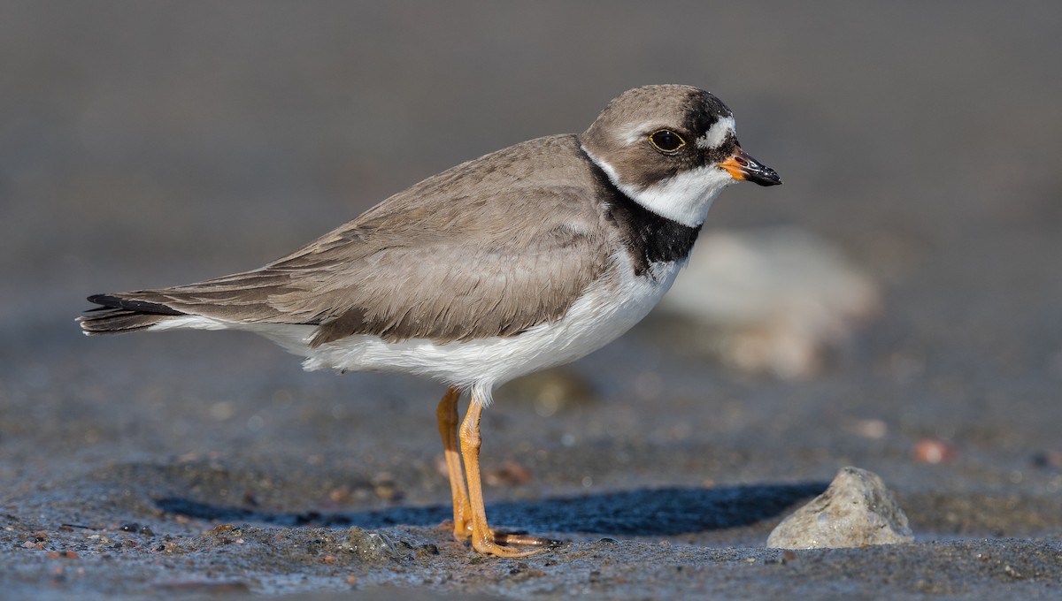 Semipalmated Plover - Simon Boivin