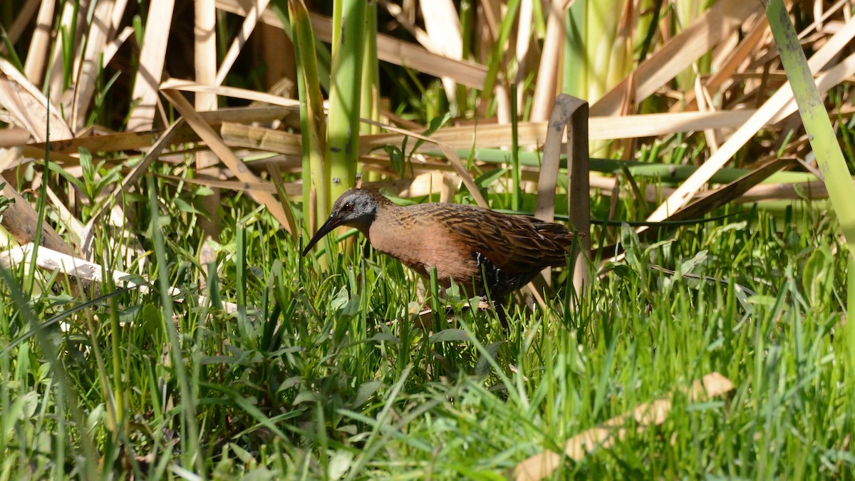 Virginia Rail - ML237324271