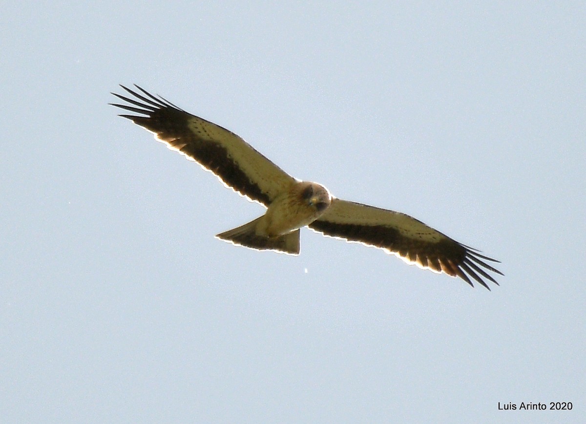 Booted Eagle - ML237324501