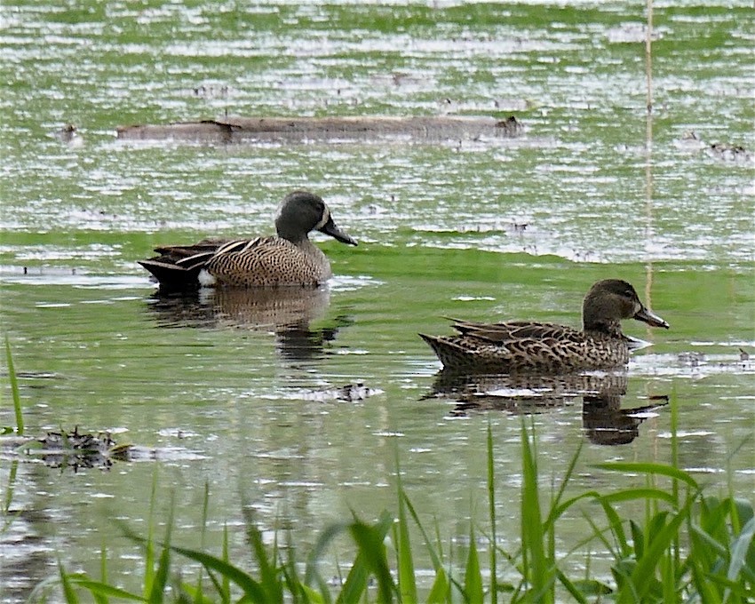 Blue-winged Teal - ML237325081