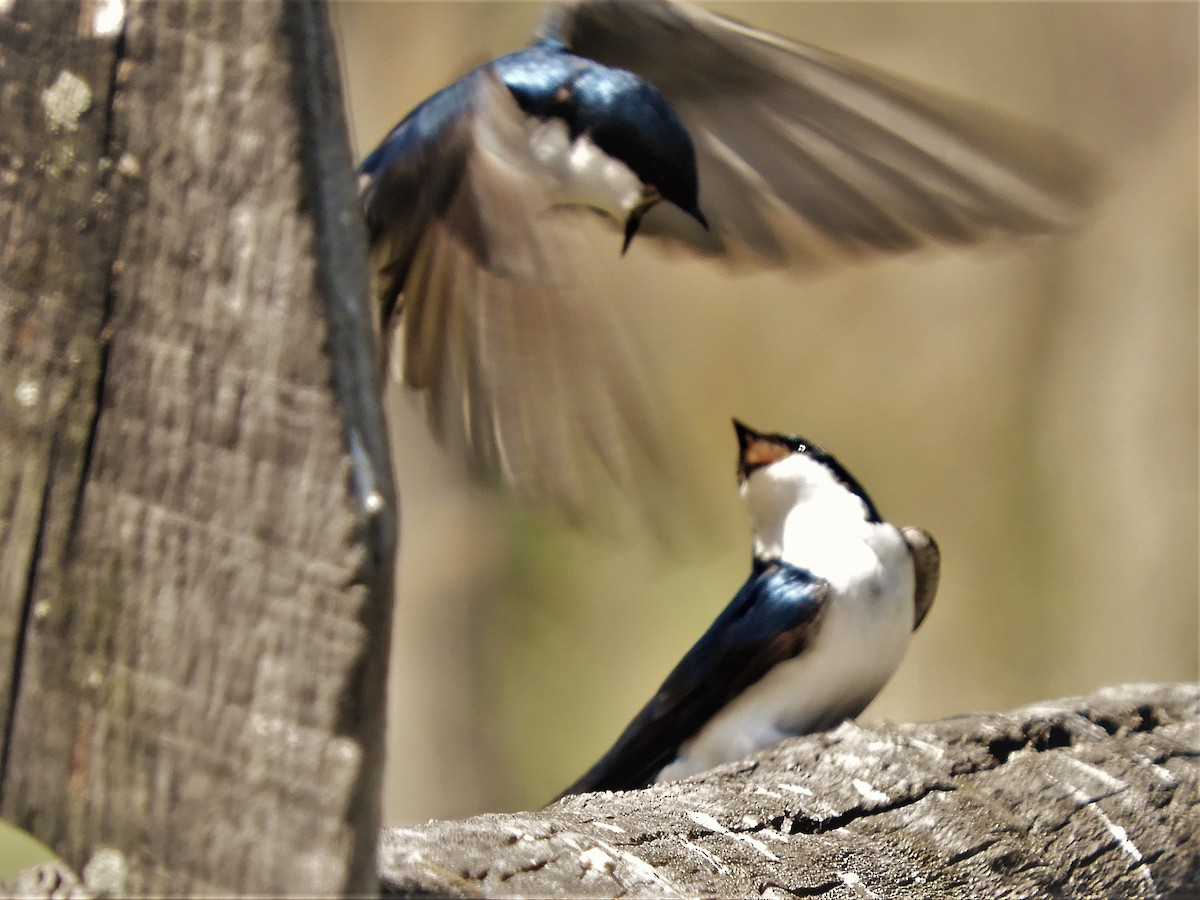 Tree Swallow - ML237325191