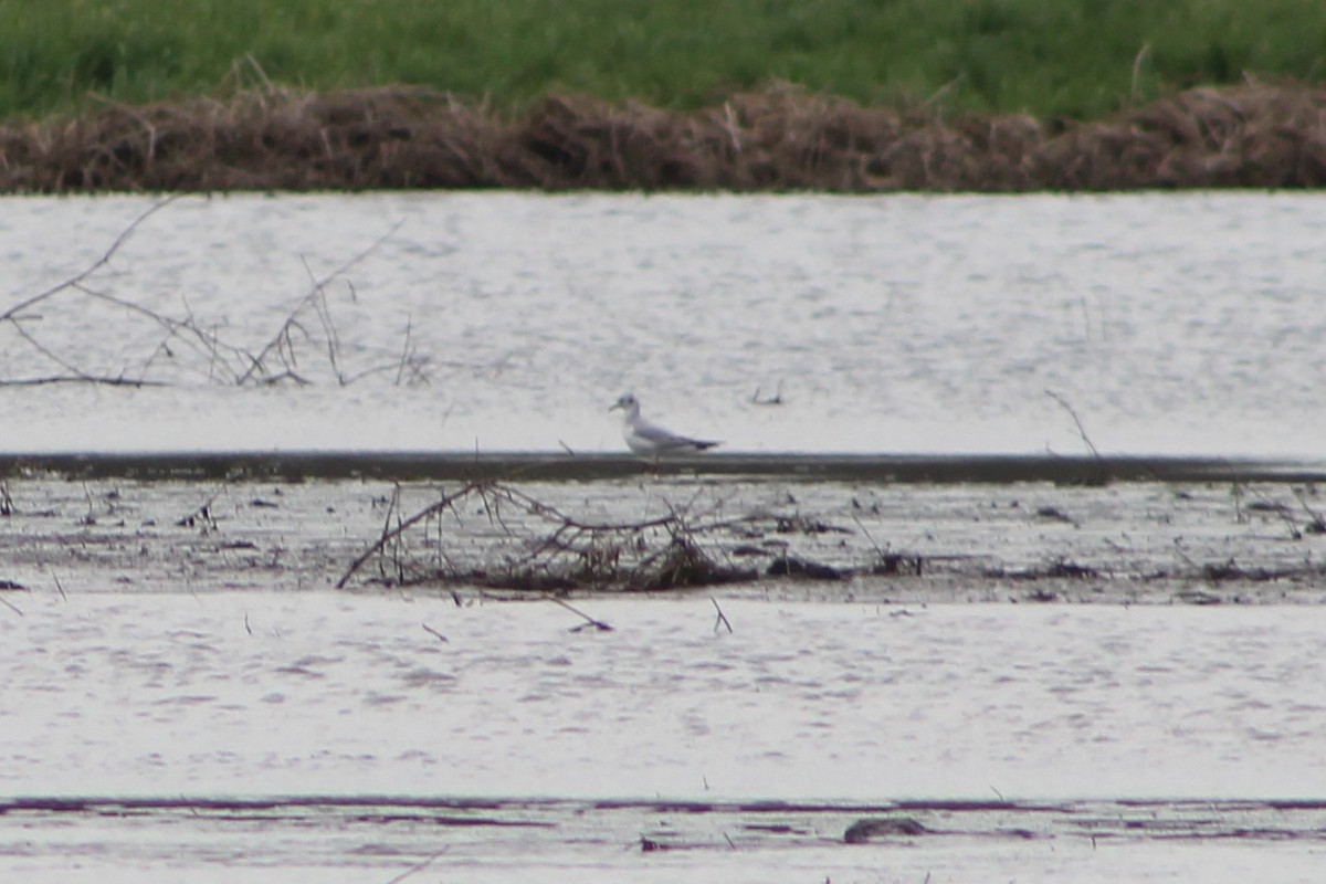 Bonaparte's Gull - ML237325401