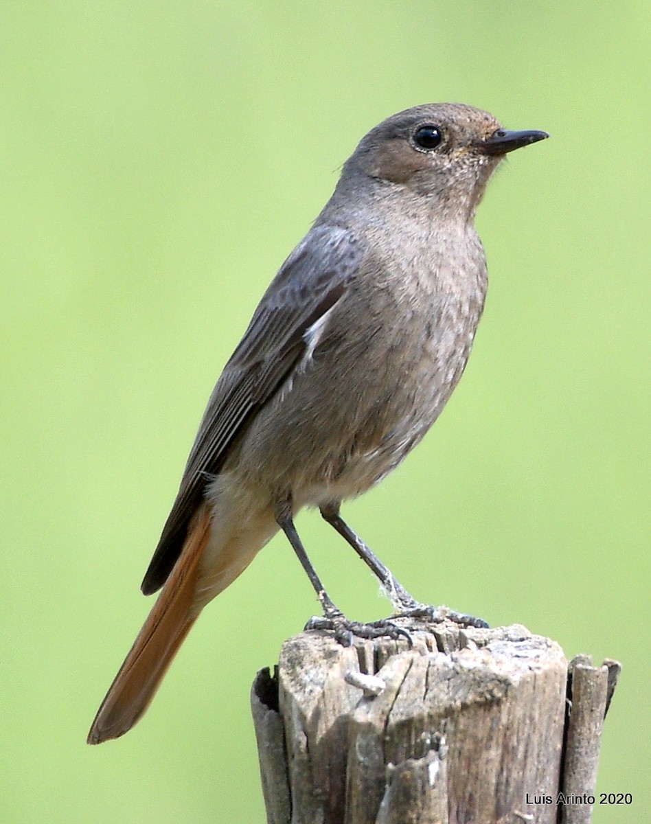 Black Redstart - ML237325771