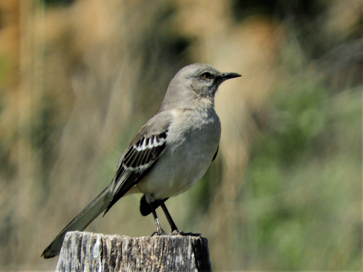 Northern Mockingbird - ML237326011