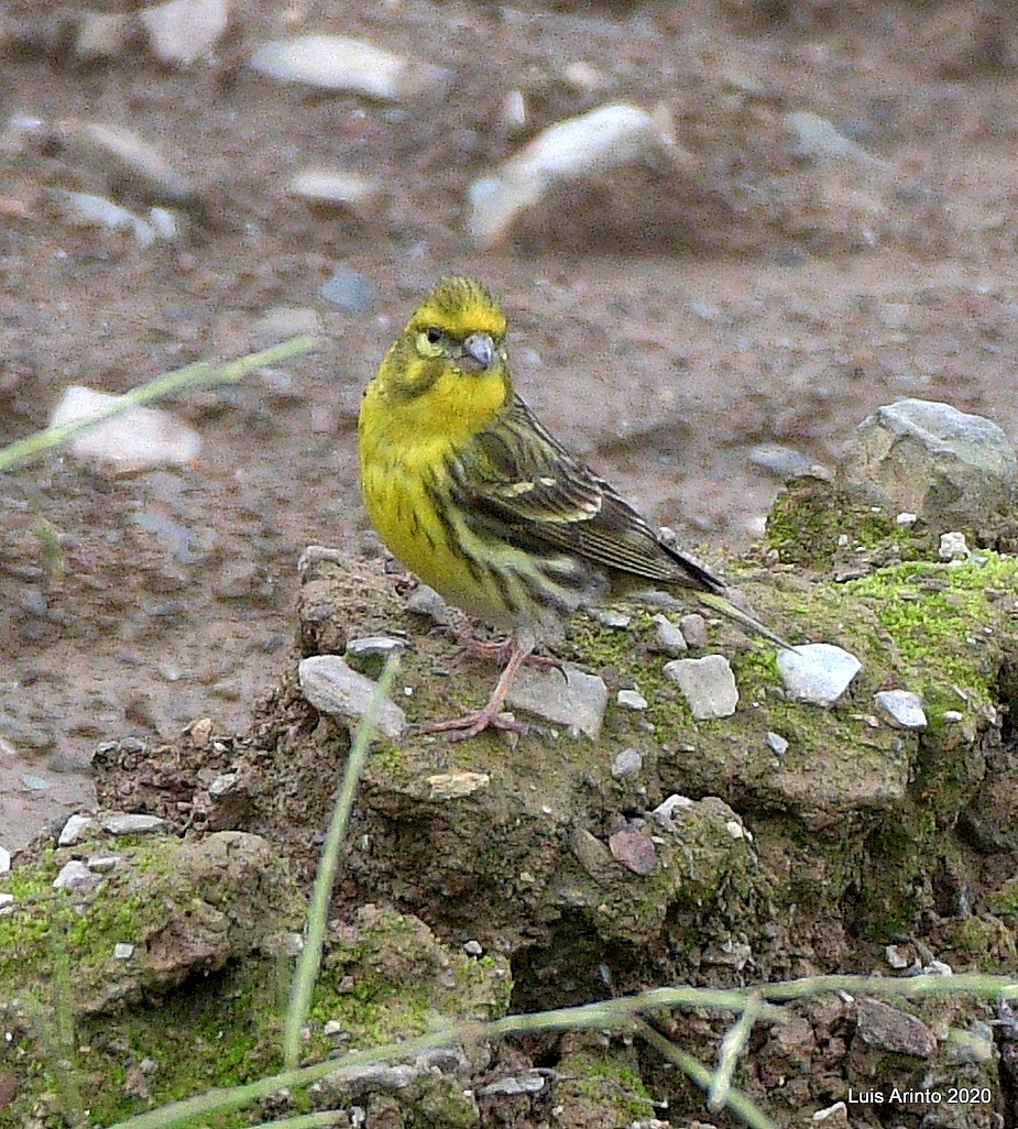 European Serin - ML237326031