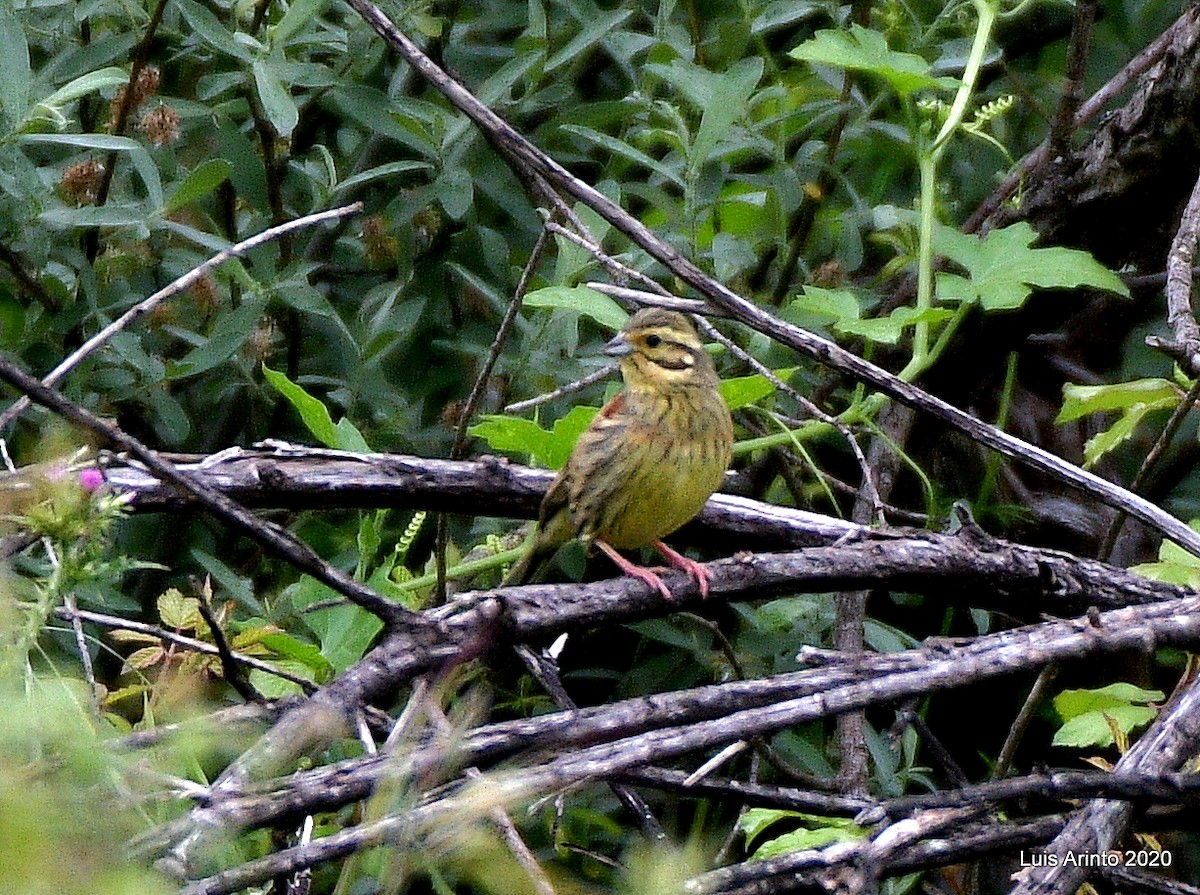 Cirl Bunting - ML237326251